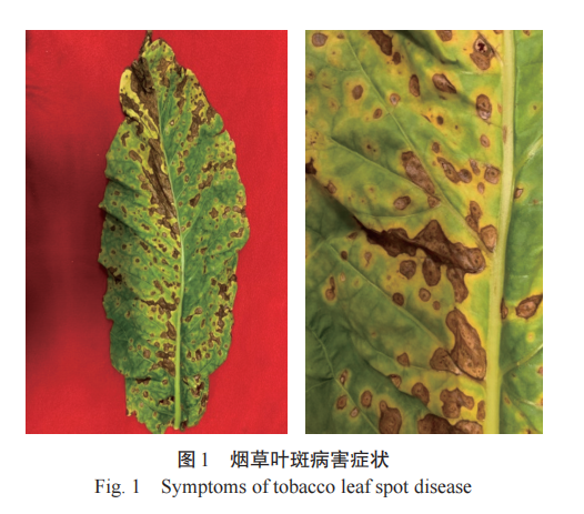 JSA_Journal's tweet photo. 'Diagnosis of a type of tobacco leaf spot disease and its phyllosphere microecological characteristics' an article on #ScienceOpen: https://t.co/RF1T8sQ1n8 https://t.co/ycFK3XfNY2