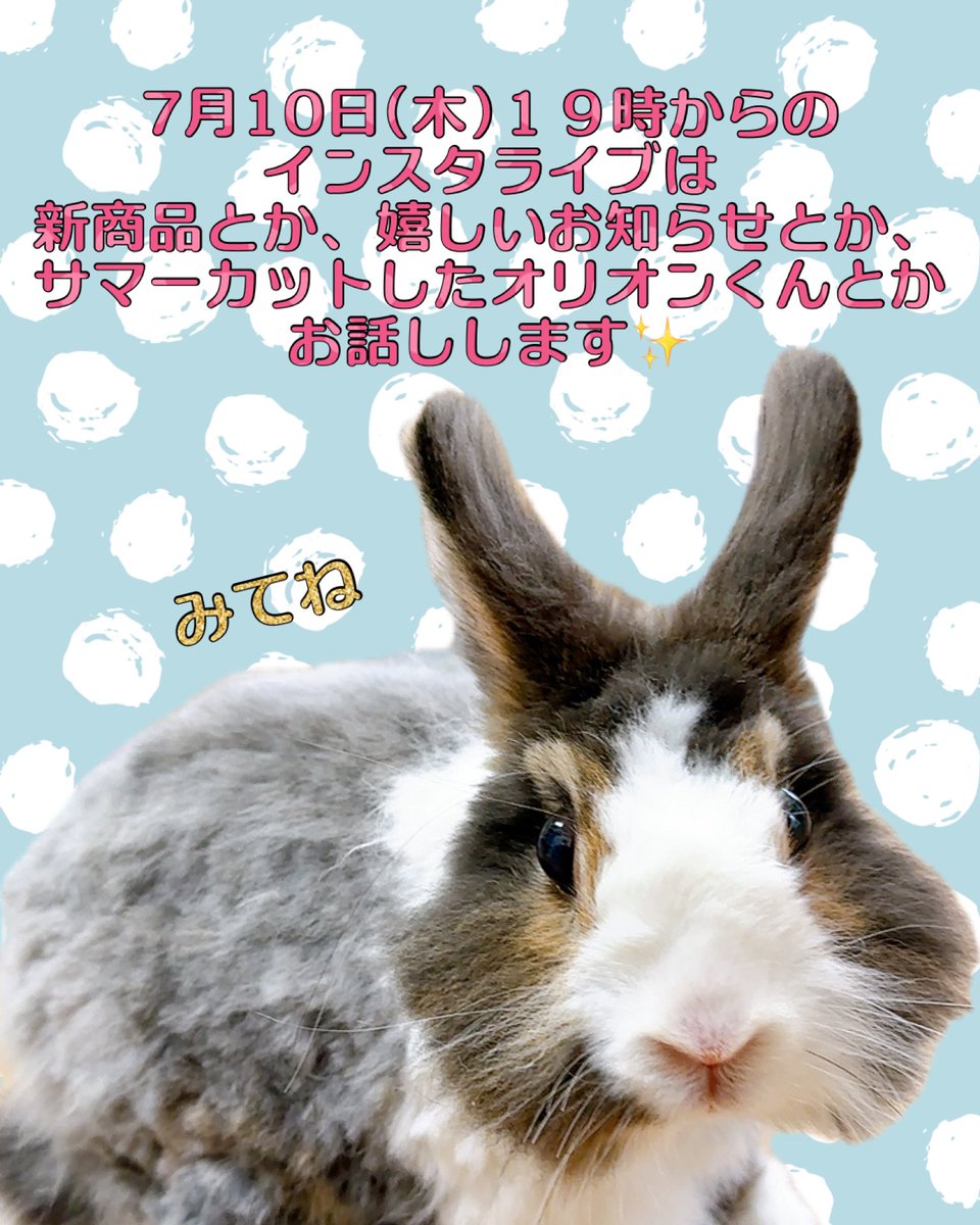 RabbitHSunny's tweet image. １９時からよろしくお願いします。
#横須賀のうさぎ専門店　#横須賀