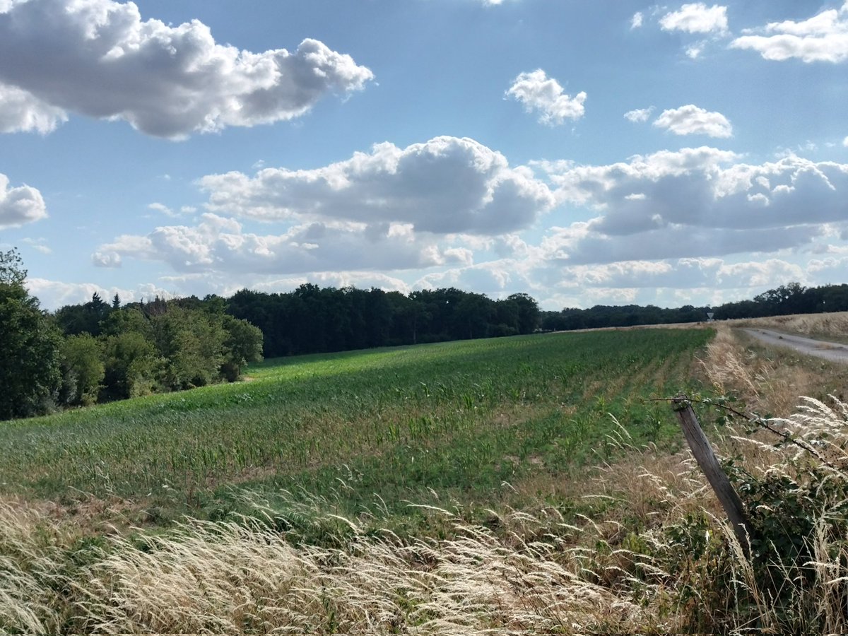 Secs, les maïs ds l'ouest du 03 !