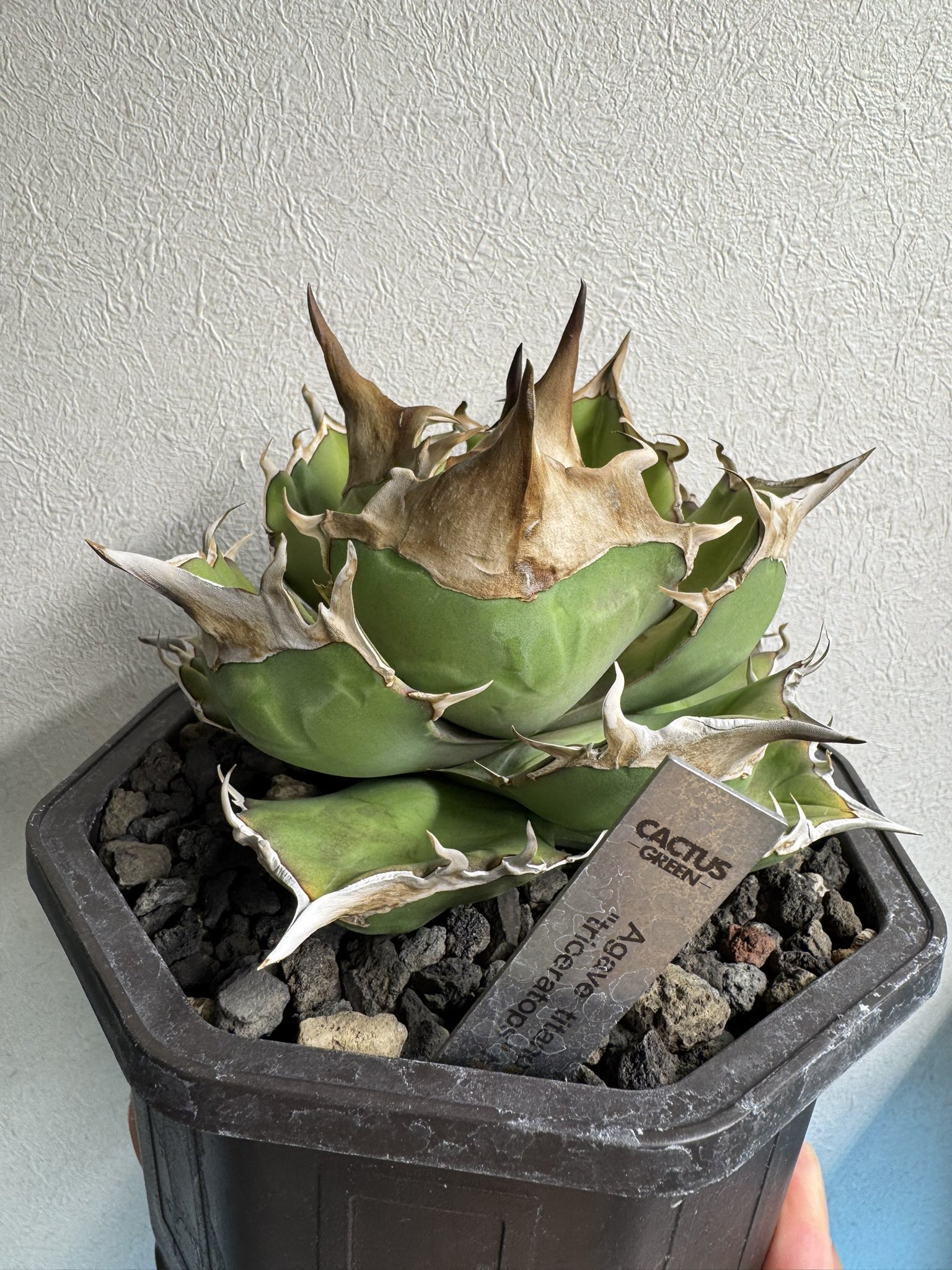 アガベ　ミックス名前わからない10個セット N PLANTS ORIGINAL HYBRID 007 ］10 | N PLANTS