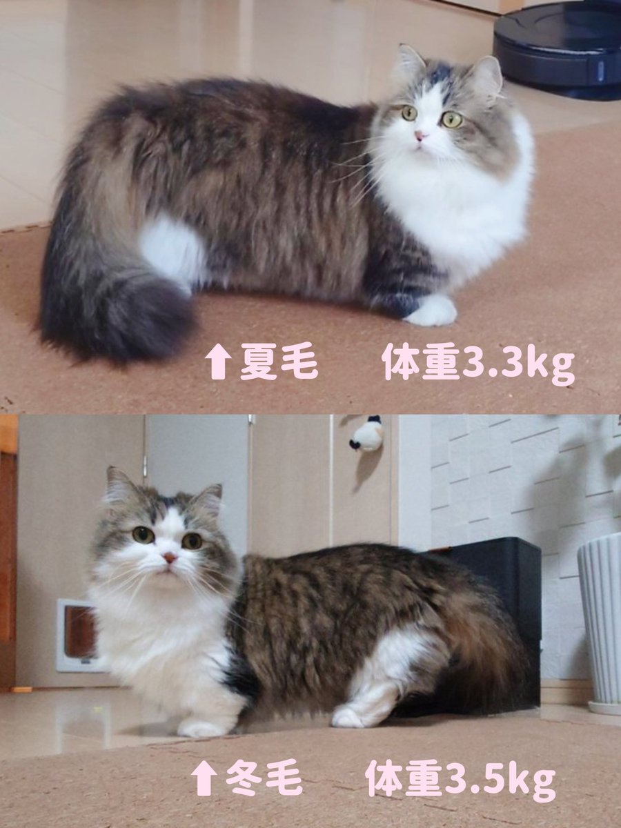 今年の夏毛の仕上がりをご覧ください🩷
別猫感、車高短、更に増し増し
でも体重は減ってる...

after⬆夏毛☀️🍉            
                           ⛄❄冬毛⬇before
#猫のいる暮らし𓏲𓎨   #ミヌエット  #beforeafter