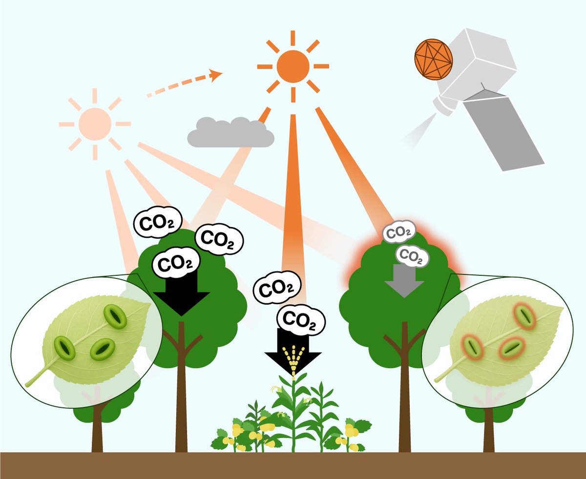 Our latest paper is out in RSE 🛰️
sciencedirect.com/science/articl…

We show how the Himawari geostationary satellite can track diurnal GPP by accounting for the diffuse fraction and the nonlinear light–photosynthesis response.