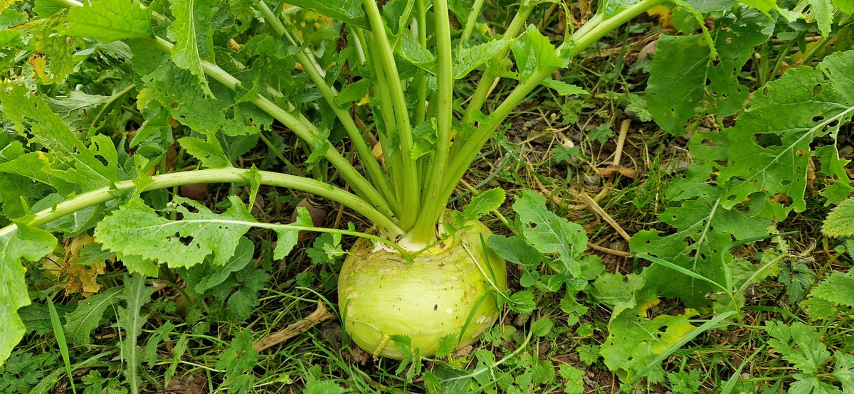 Oliver Seeds tweet media