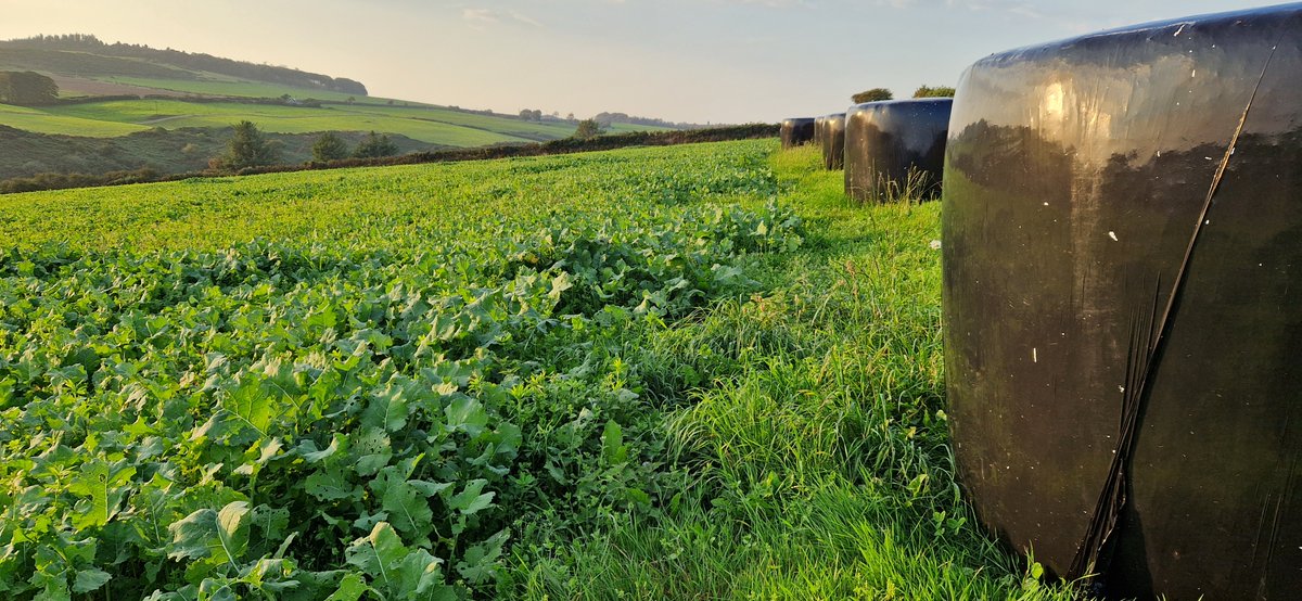 Oliver Seeds tweet media