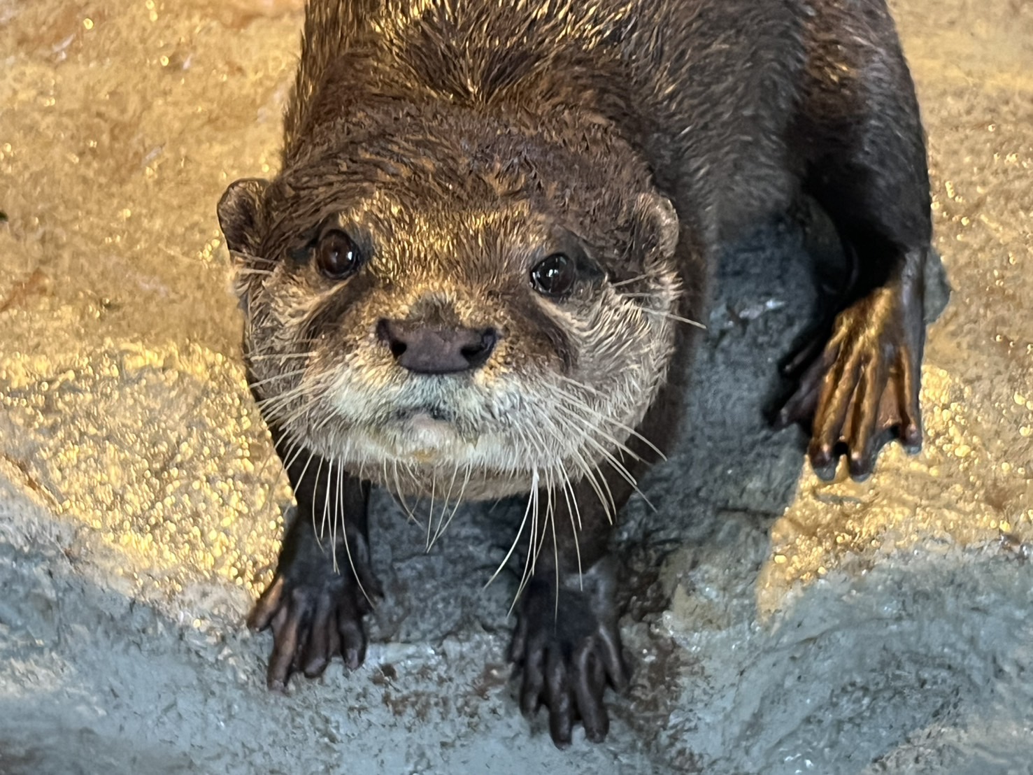 かわうそ - Search / X