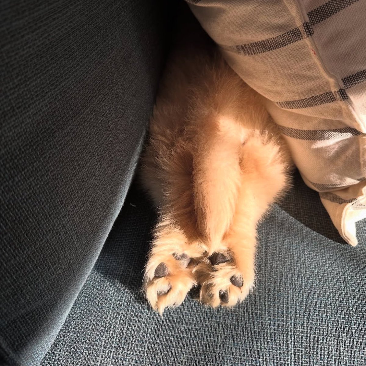 takemybear 🐶 tweet media