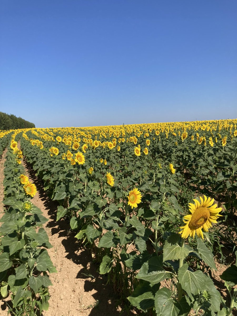 Tired out after walk, it’s sunflower time 🌻 🐾 #sunflowers  #dogs #sun