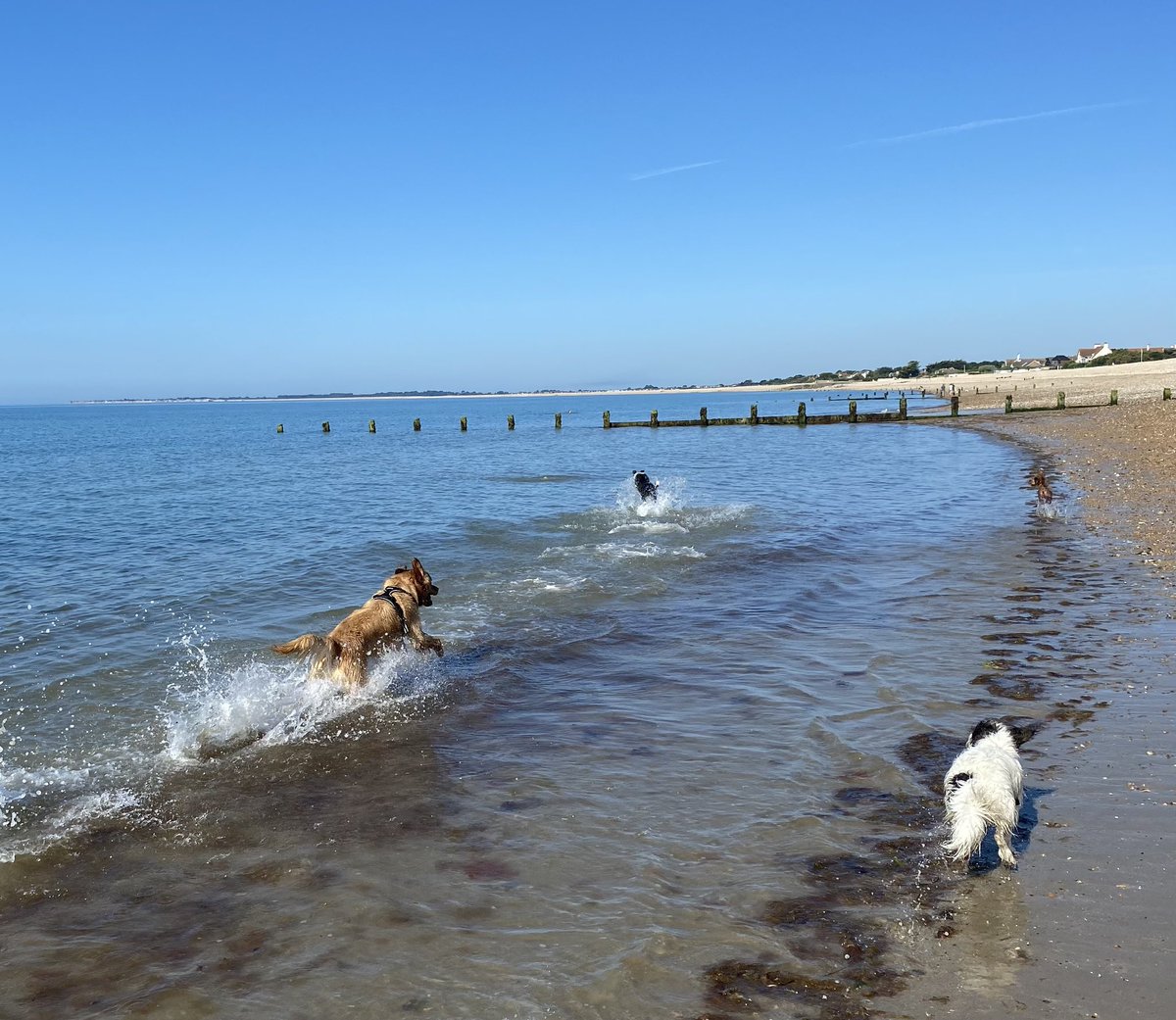 Pooches dismiss claims #Bognor is ‘worst seaside resort in UK’
