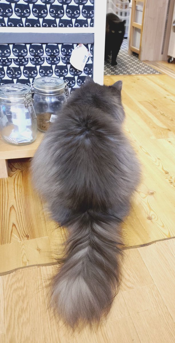 nasetu_info's tweet image. モフモフのひと

ノルにしては軽めの4.7kg
#ノルウェージャンフォレストキャット #スイスイ翠蓮 #猫