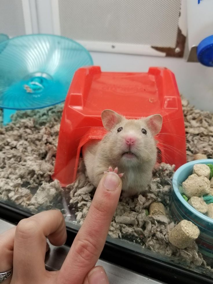 Tweets Of Hamster tweet media