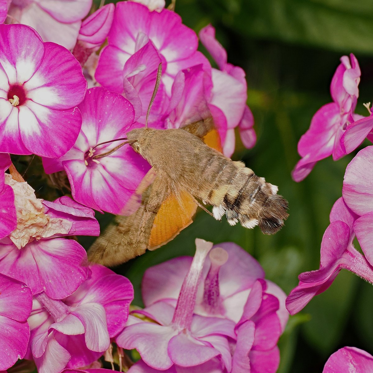 jwood_t's tweet image. Humming-bird hawkmoths are daily visitors at the moment with multiple sightings most days (since mid June) so there may be more than one. Always a thrill to see and watch. Did not see any last year after a record number of sightings in 2023.