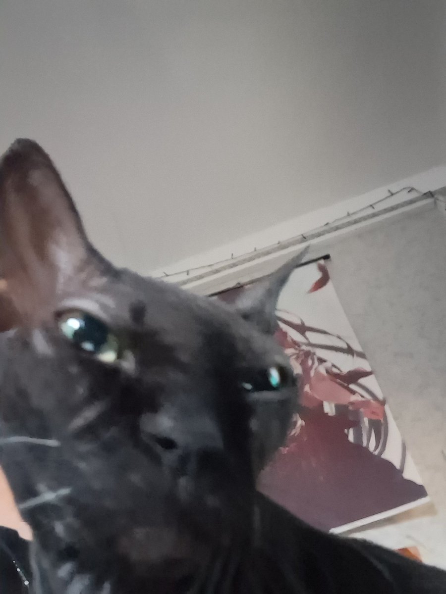 Akeozul's tweet image. Drawings will be later, so keep my pets
