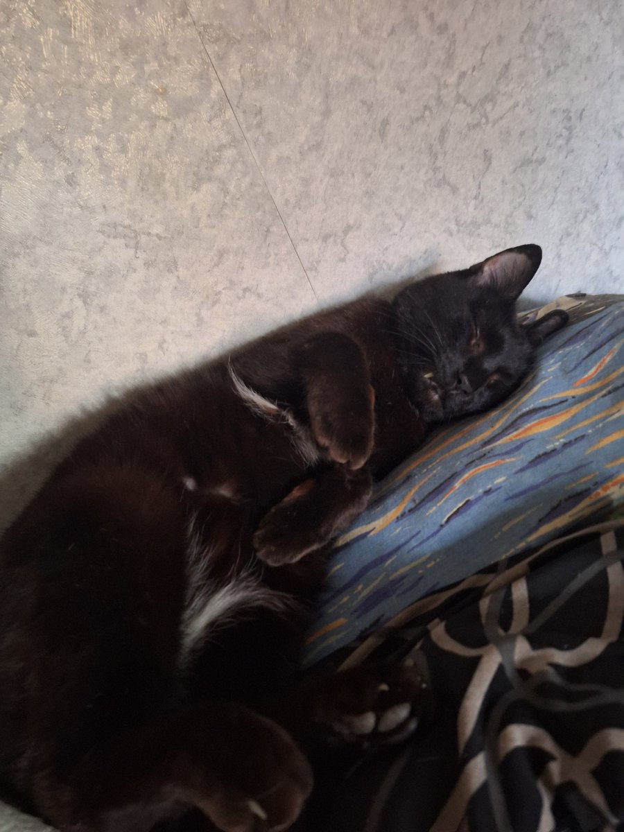Akeozul's tweet image. Drawings will be later, so keep my pets