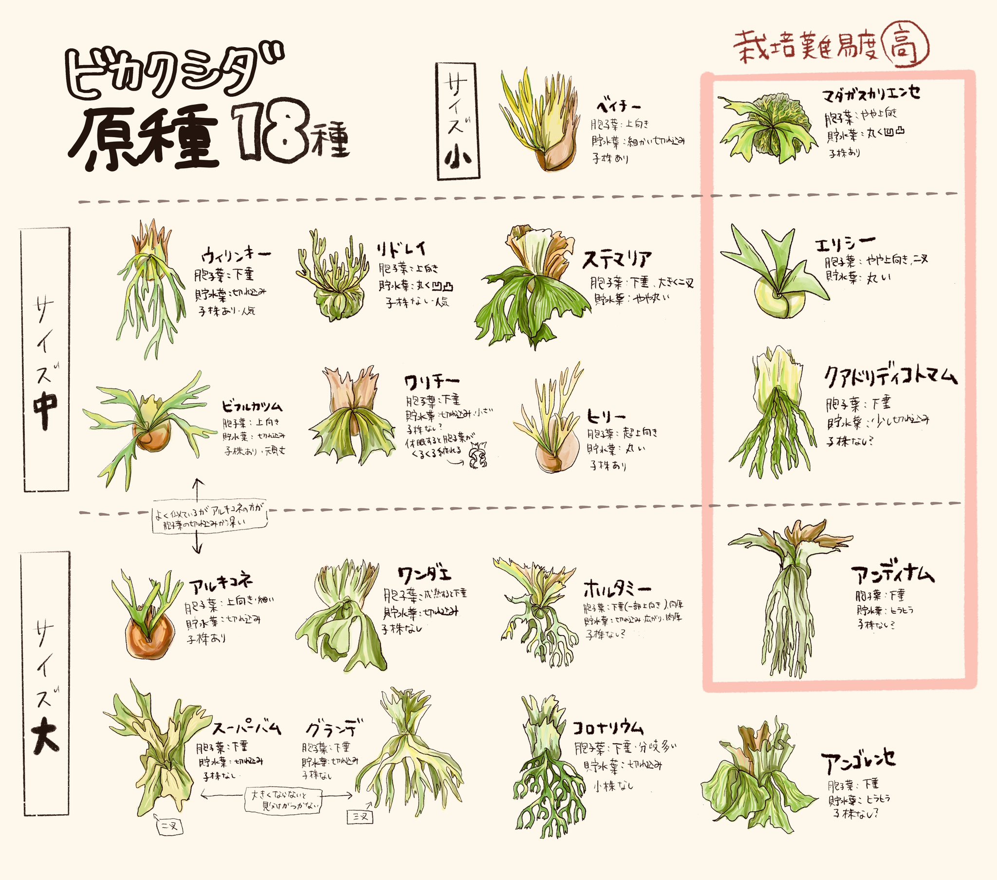 あんちゃん　ビカクシダ Yahoo!オークション - Platycerium 'Shankha' [白法螺