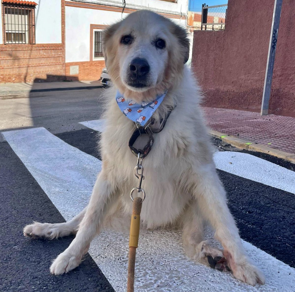 🌈𝑭𝑨𝑳𝑳𝑬𝑪𝑰𝑫𝑶🌈 
•𝐄𝐧 𝐌𝐞𝐦𝐨𝐫𝐢𝐚 𝐝𝐞 #𝑬𝑪𝑯𝑶•

No lo conseguiste porque la tierra no era para ti. ¡Y es que los ángeles deben estar en el cielo! 
Eras demasiado bueno para vivir entre humanos. 
Es allí arribita donde perteneces.
D.E.P. pequeño