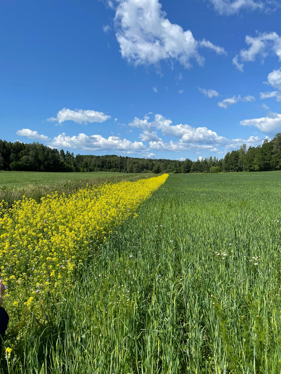 Irish Organic Association (@irishorganica) on Twitter photo More fantastic <a href="/OrgClimateNET/">OrganicClimateNET</a> visits to Kallela & Mälsälä organic arable farms 🌾☘️ this week in southwest Finland applying the best of organic practices available to them to support a diversity of crops working to regenerative their soils now & into the future. With thanks 🙌 More fantastic <a href="/OrgClimateNET/">OrganicClimateNET</a> visits to Kallela & Mälsälä organic arable farms 🌾☘️ this week in southwest Finland applying the best of organic practices available to them to support a diversity of crops working to regenerative their soils now & into the future. With thanks 🙌