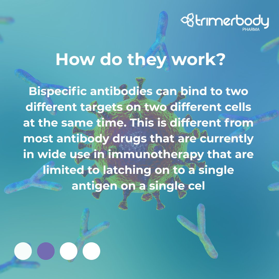 TrimerbodyPh's tweet image. 🔬 What is a bispecific antibody?
In the fight against cancer, immunotherapy has opened new doors.
And within these therapies, bispecific antibodies are revolutionizing the way we attack tumors.
But… what exactly are they?