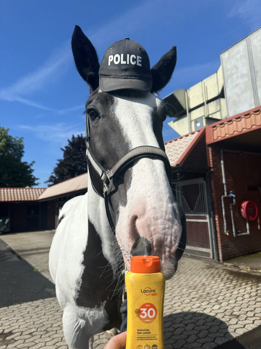 GMPHorses's tweet photo. PH Badger and Nickleby summer ready! Make sure to keep yourselves and those pink noses topped up with sun cream (not to be eaten as demonstrated by Nickleby)🕶️🧢 #GMPhorses https://t.co/LEWJZ3xHHo