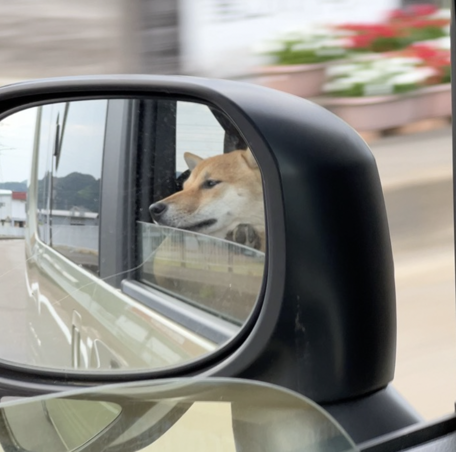 We have come a long way. Be proud 🐕🇯🇵 🐾

Enjoy the ride!