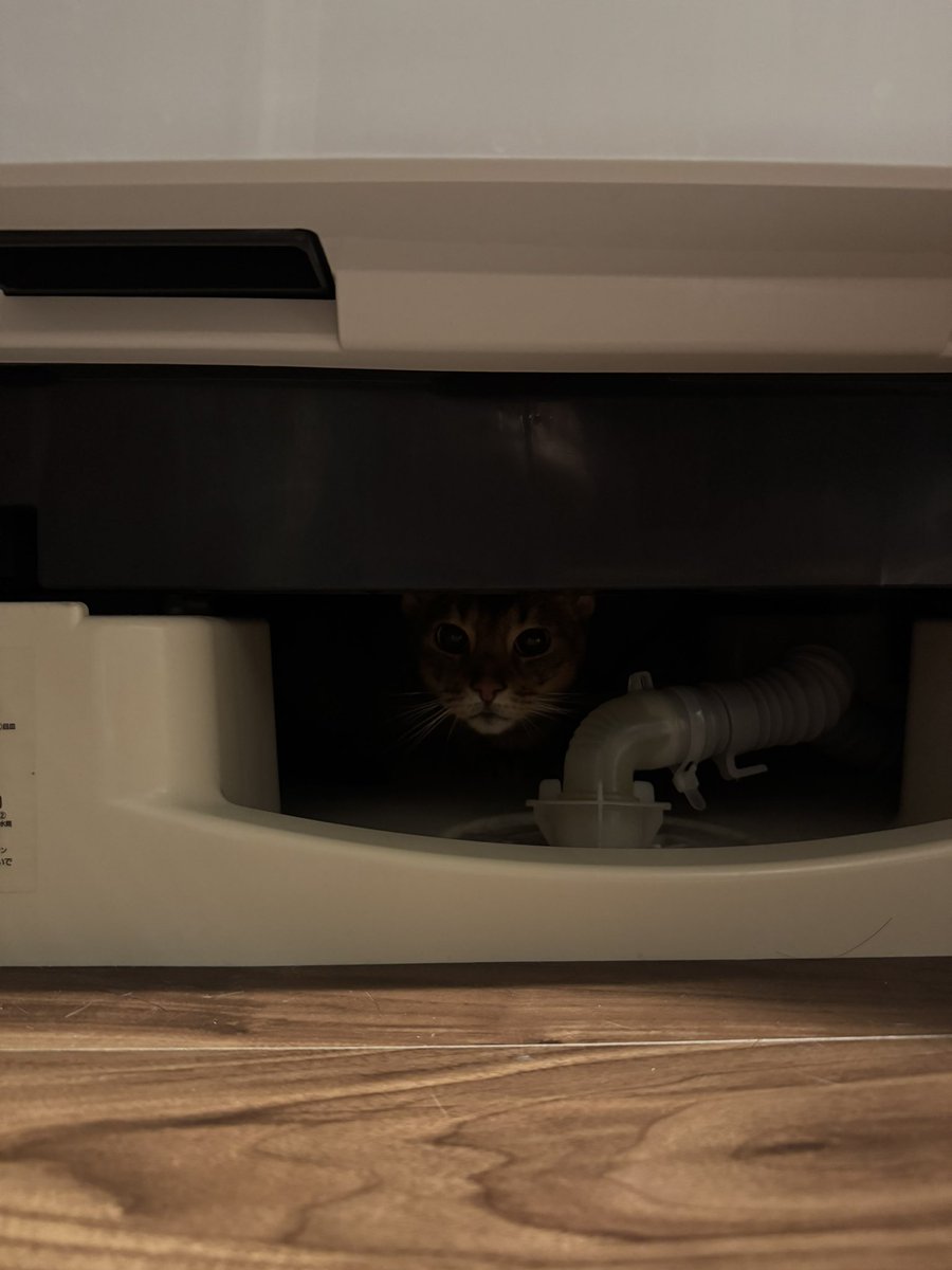 雷が怖いとらきち（洗濯機の下）