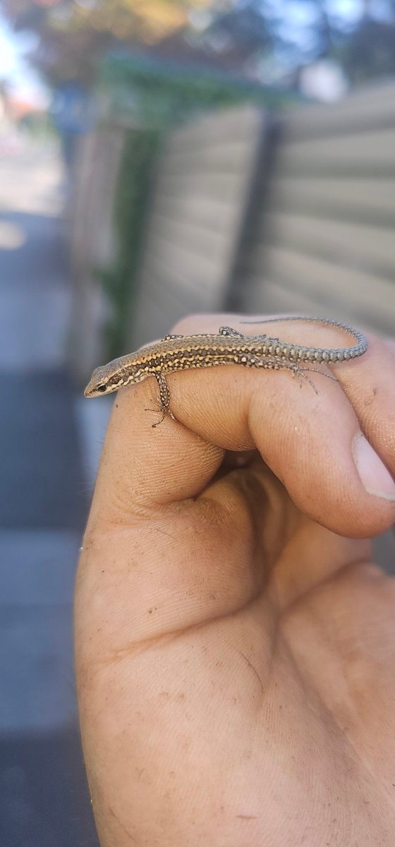 GM Solana 🔆

Found this lil dude skiddling around. He told me we are in for a wild ride?! 
Idk about you, but he seems trustworthy to me 🤷‍♂️