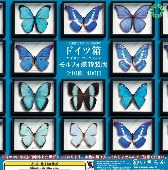 サイエンステクニカラー ドイツ箱 マグネットコレクション モルフォ蝶