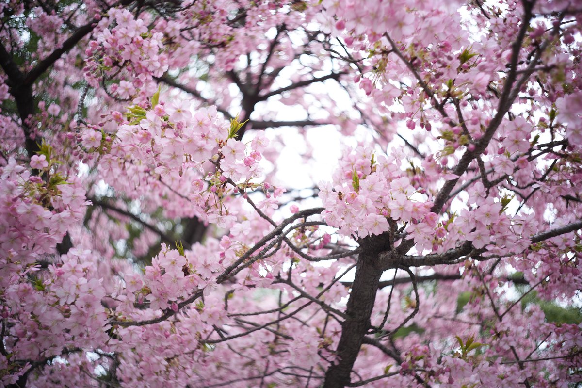 flashback_staff's tweet image. 試写館に W-Nikkor 35mm f2.5 (S) 後期型 + Sony a7C II の試写を追加しました!
4群6枚構成、ダブルガウス型の広角レンズ。軽量な上にすり鉢状のデザインのお陰でフード要らず。ニコンSはもちろんミラーレス機でも特徴あるデザインがハマります。
photogallery.flashbackcamera.jp/products/nikon…