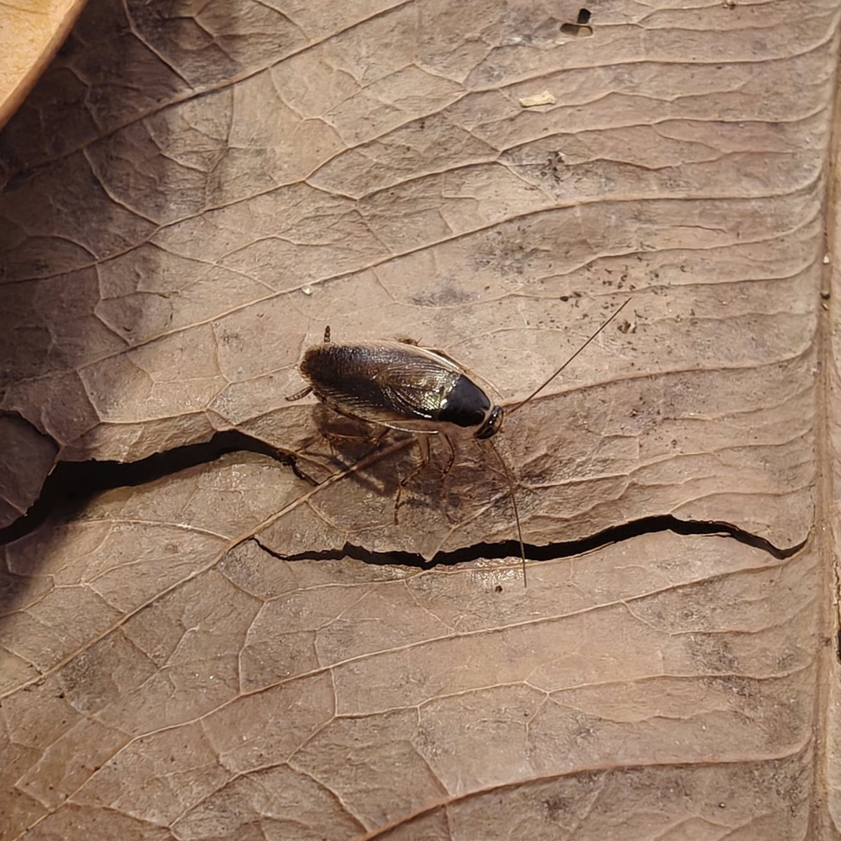 BugCatcher_Mao tweet media