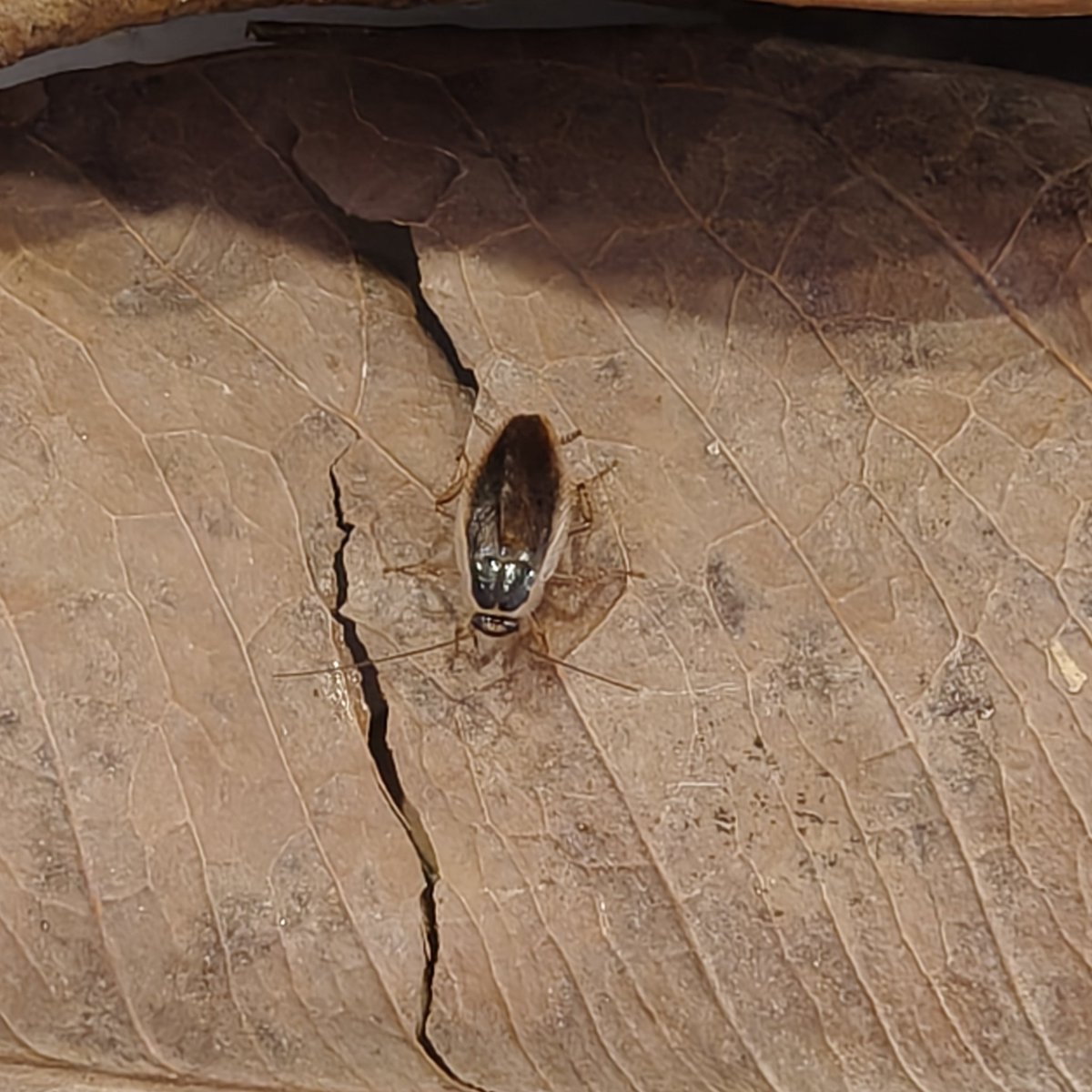 BugCatcher_Mao tweet media