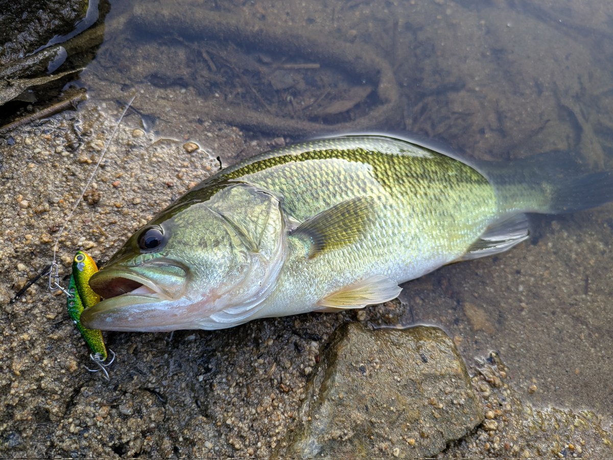 itsuha_fishing's tweet photo. viz無双👍️ https://t.co/HSSDxwqvQU