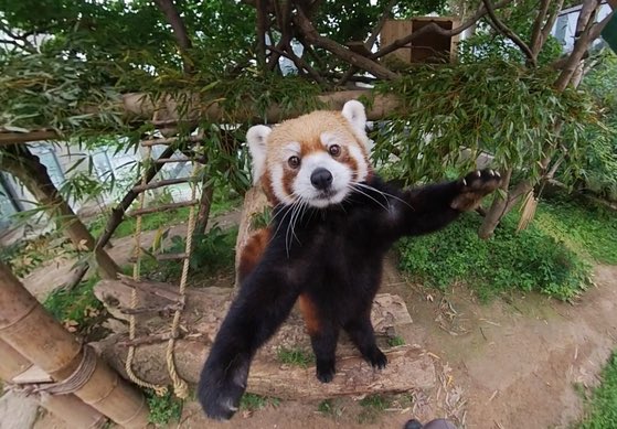 엥 여름이 완전 래서판다자나!!!!