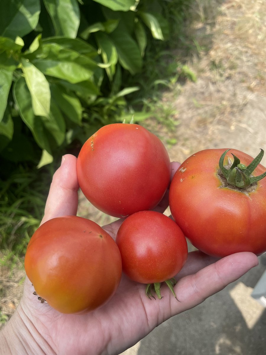 n_m_l_k_tommy's tweet image. トマトトマトトマトーーー！！
🍅❤️🍅❤️🍅❤️🍅❤️🍅❤️✨
ミートソースにしたよん🤤🍝✨✨

#絵文字がしつこい