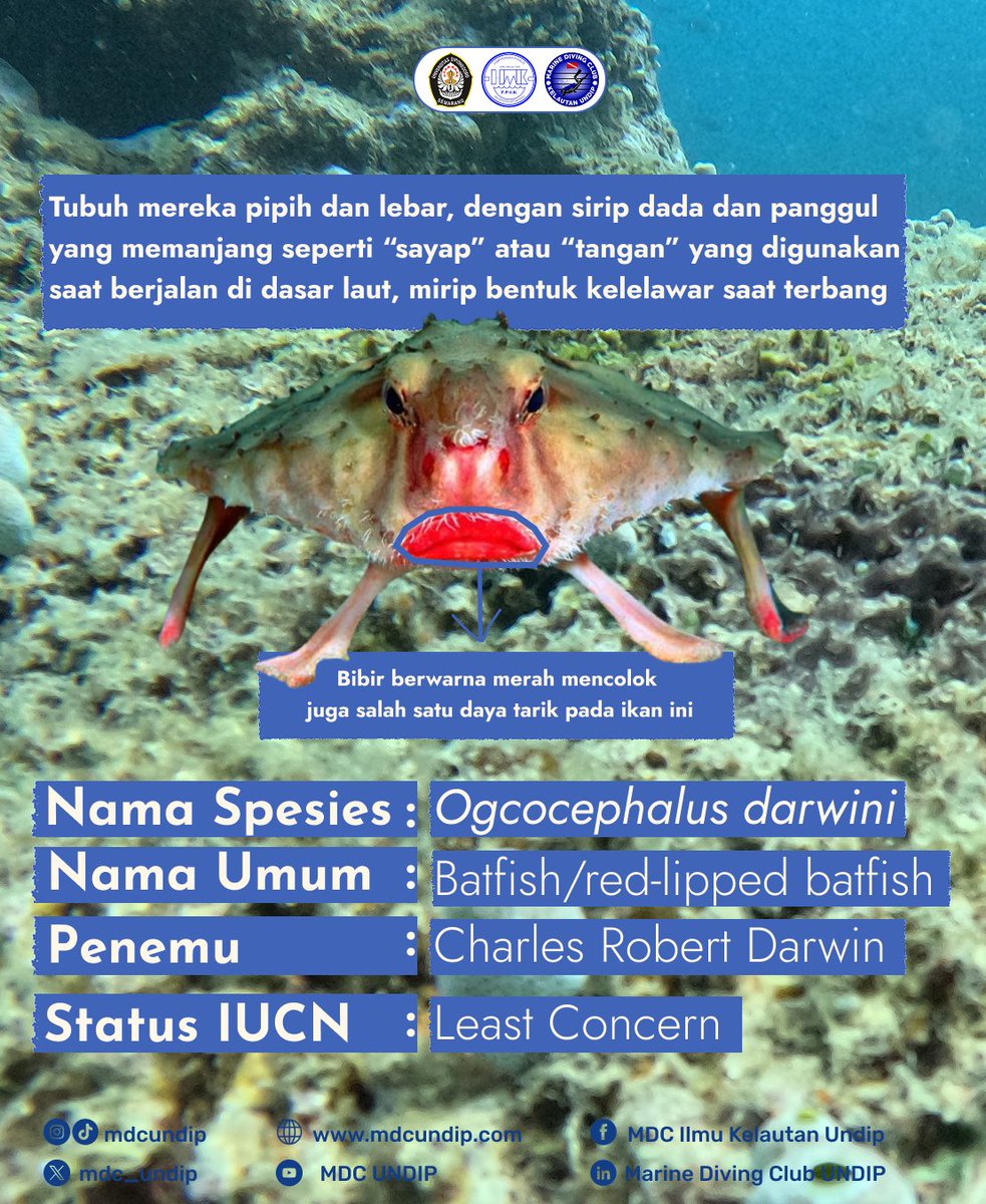 MARINE DIVING CLUB tweet media