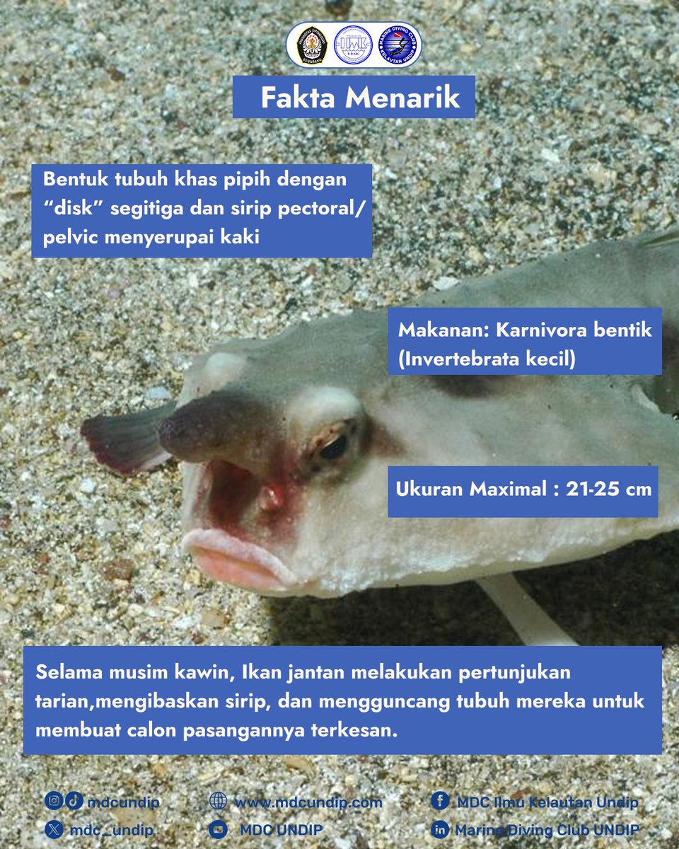 MARINE DIVING CLUB tweet media