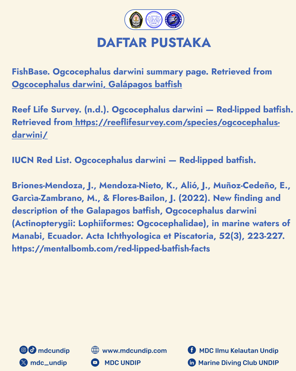 MARINE DIVING CLUB tweet media