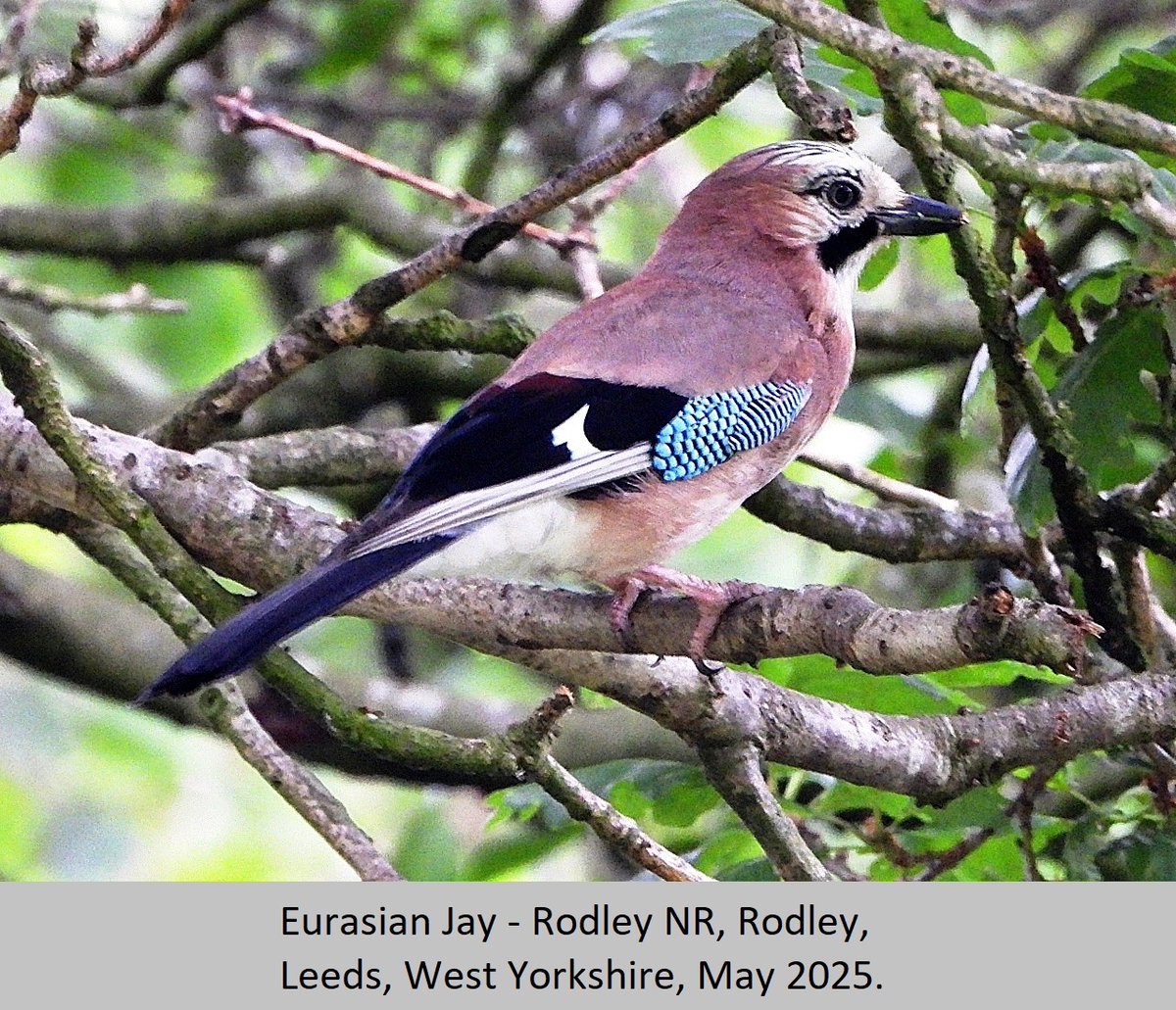 <a href="/cranky1456/">Trebor 1456</a> Rob, it's not #ThursJay again, already!