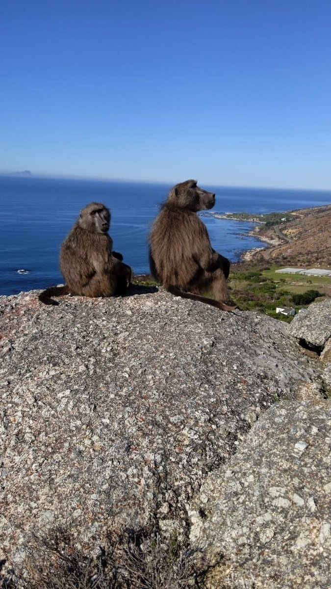 GM 
Love Baboons