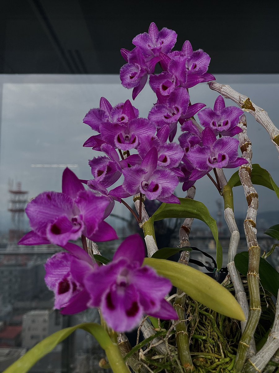 ______str0505's tweet photo. ←蕾付きで購入した2023年。
→ワーディアンの中で管理してたから花付きは良かったけど、トリラベロ消え気味の2024年。
何故に消えるのでしょう。 https://t.co/MMQNi6SpfV