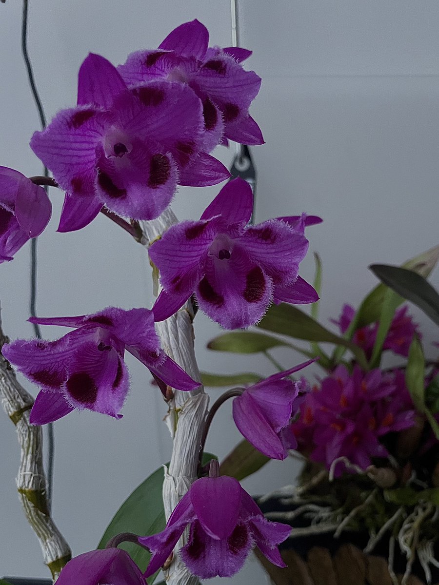 ______str0505's tweet photo. ←蕾付きで購入した2023年。
→ワーディアンの中で管理してたから花付きは良かったけど、トリラベロ消え気味の2024年。
何故に消えるのでしょう。 https://t.co/MMQNi6SpfV