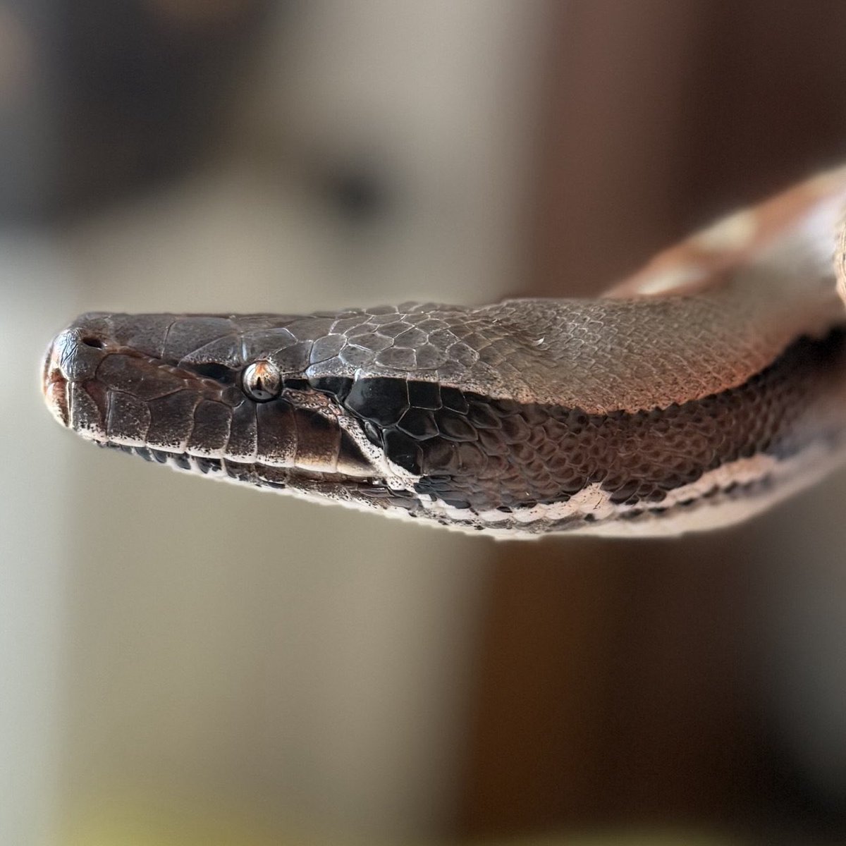 PhenrirMailoki's tweet image. Figlio di sei chili
(ha la mia espressione ogni volta che mi si dice di sorridere in foto)
#BloodPython #PythonBrongersmai