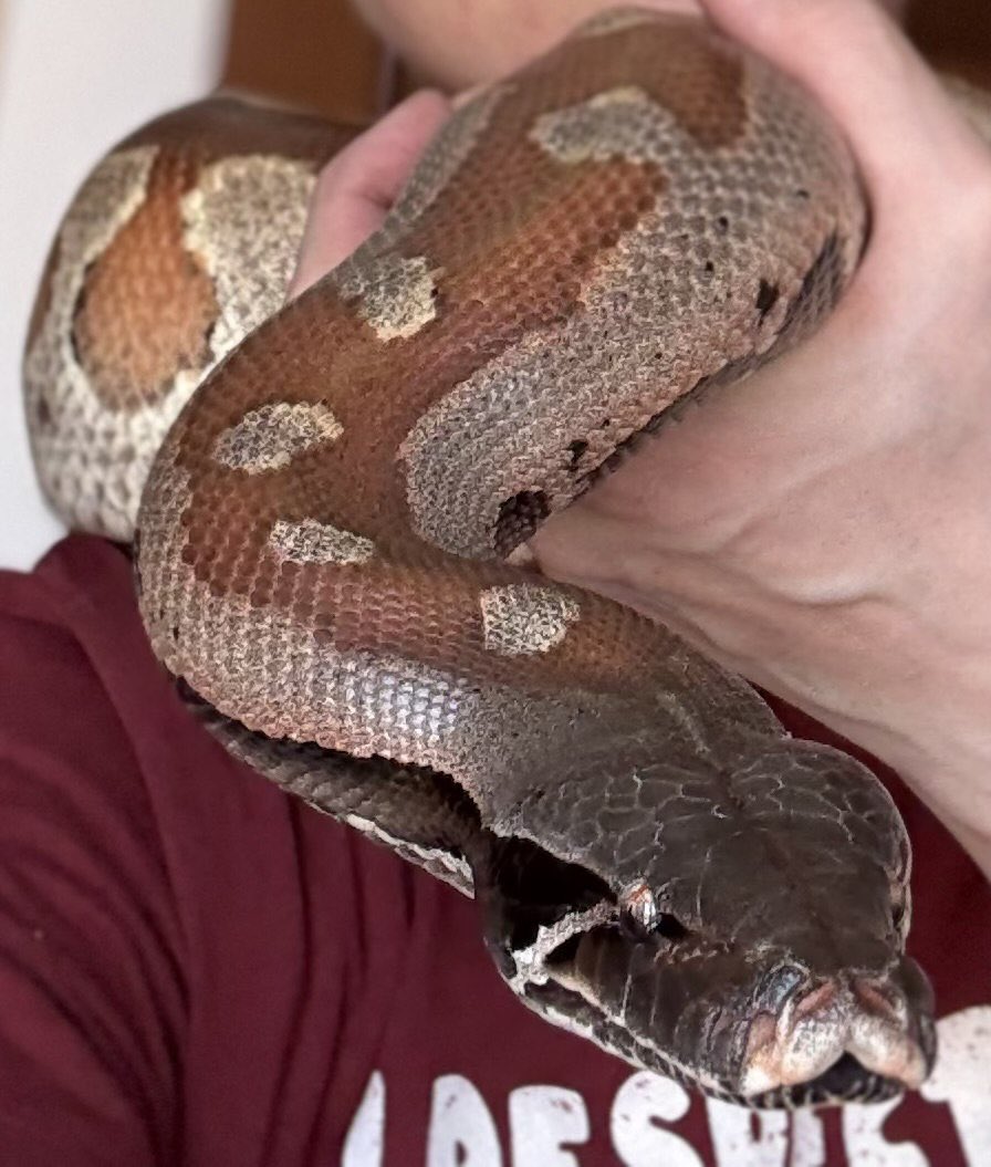 PhenrirMailoki's tweet image. Figlio di sei chili
(ha la mia espressione ogni volta che mi si dice di sorridere in foto)
#BloodPython #PythonBrongersmai