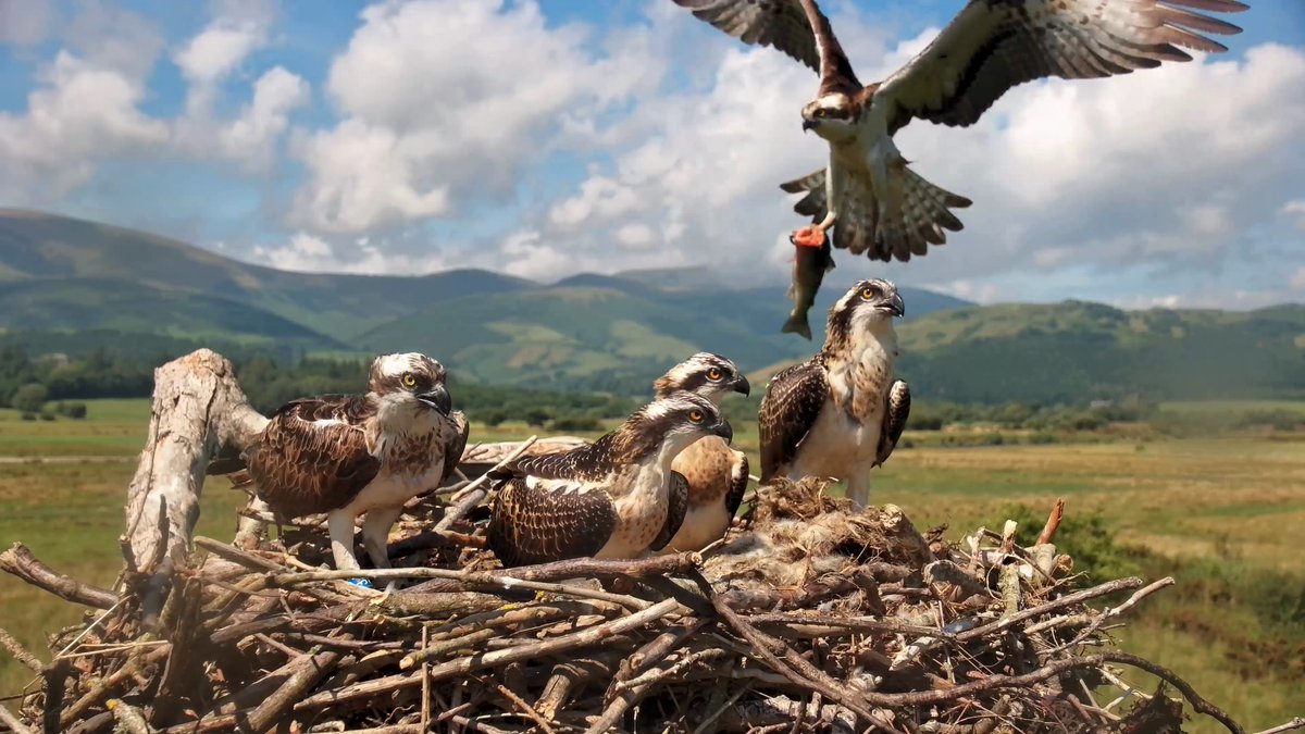 DyfiOspreys's tweet image. Bore da
Cwellyn is proving to be a strong flier.
Once breakfast is served, will Brianne and/or Honddu fledge today?