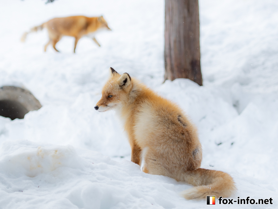 (来たぞ…！)
 #北きつね牧場 fox-info.net/fox-photo/arch…