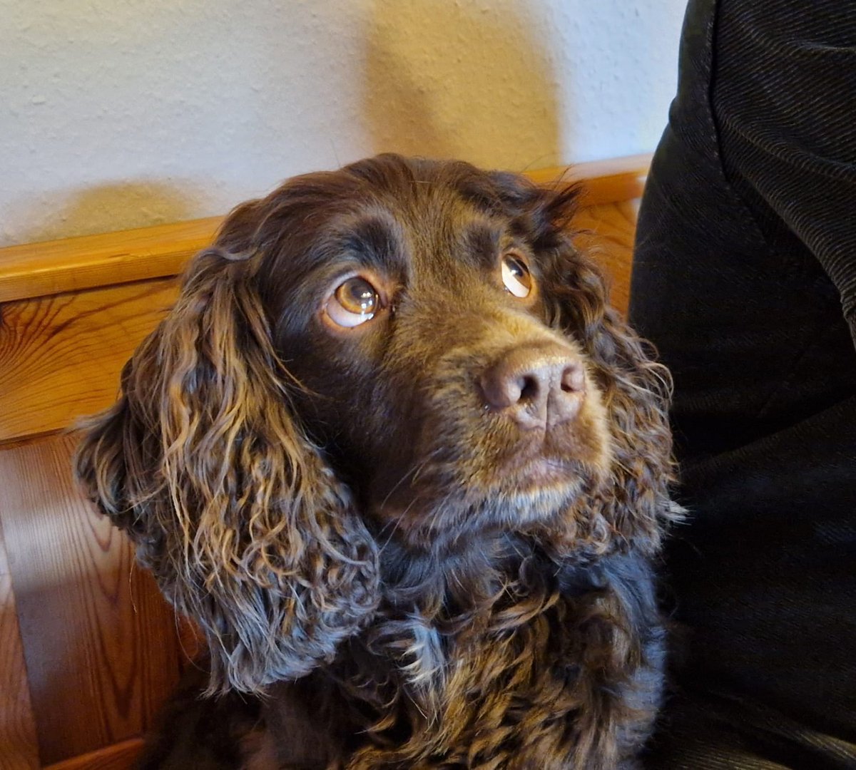 Kees Tinga (@keestingeling) on Twitter photo Als je deze foto ziet, zou je niet zeggen dat het af en toe een vreselijk irritant kereltje kan zijn🤭🐾 #WorkingCockerSpaniel #Otter <a href="/irmavanhoeven/">Irma van Hoeven</a> Als je deze foto ziet, zou je niet zeggen dat het af en toe een vreselijk irritant kereltje kan zijn🤭🐾 #WorkingCockerSpaniel #Otter <a href="/irmavanhoeven/">Irma van Hoeven</a>