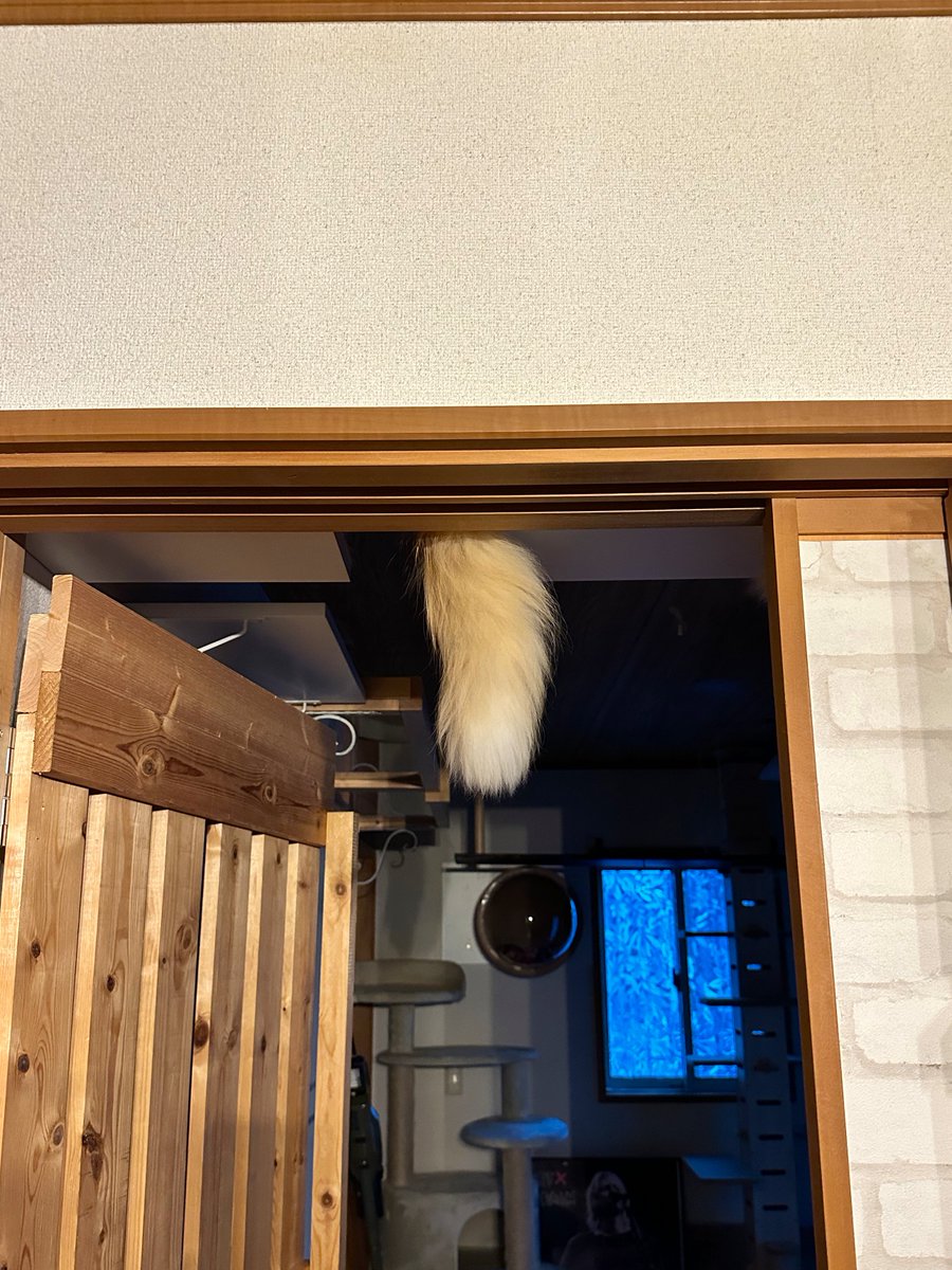 NEKOLAND13's tweet image. 天井からコッペパン生えてる…と思ったら猫でした。