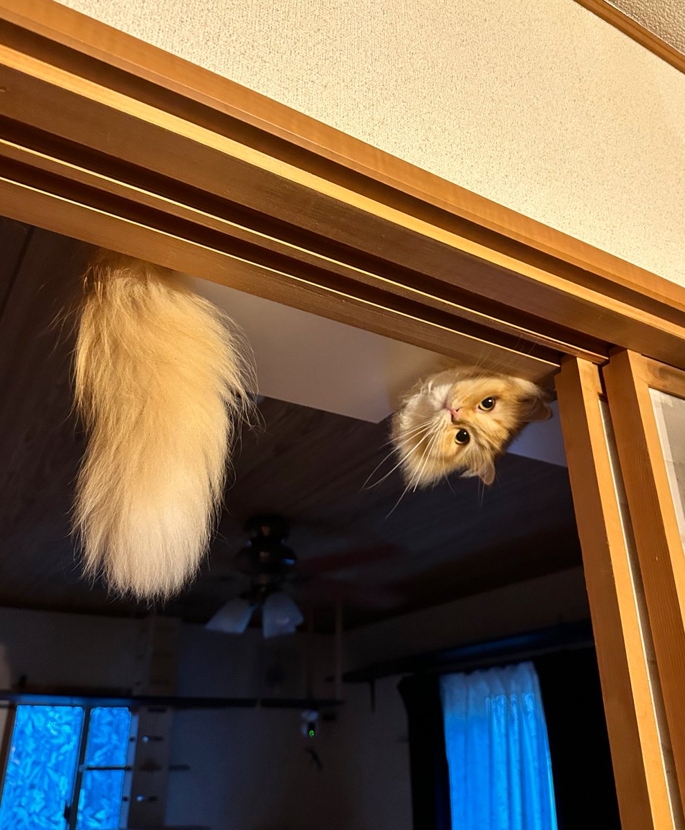 NEKOLAND13's tweet image. 天井からコッペパン生えてる…と思ったら猫でした。