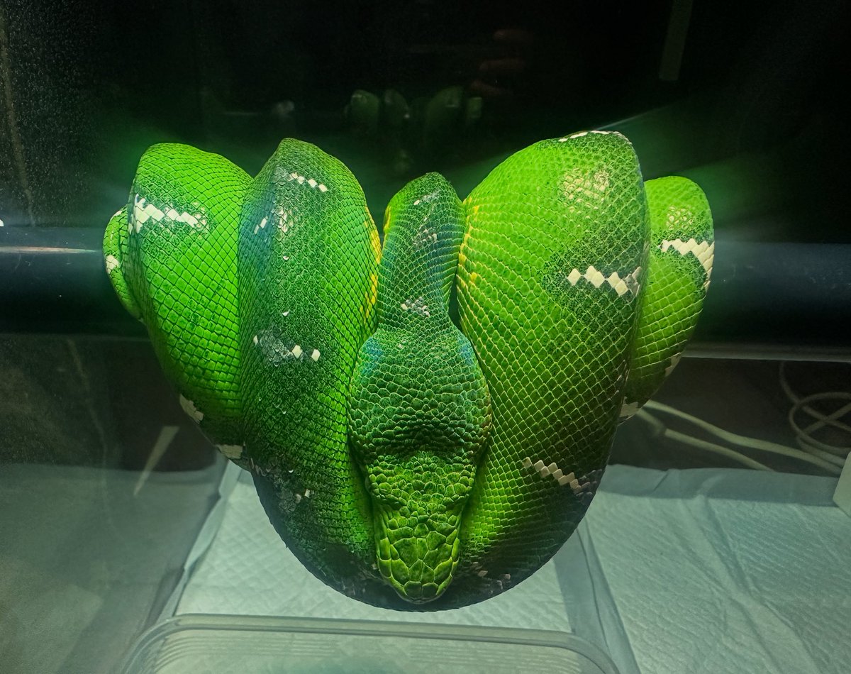 chappi_python's tweet image. エメラルドツリーボア 販売中🐍
冷凍マウス、ラット共に餌食い良好です✨
お気軽にお問い合わせ下さい✉️！