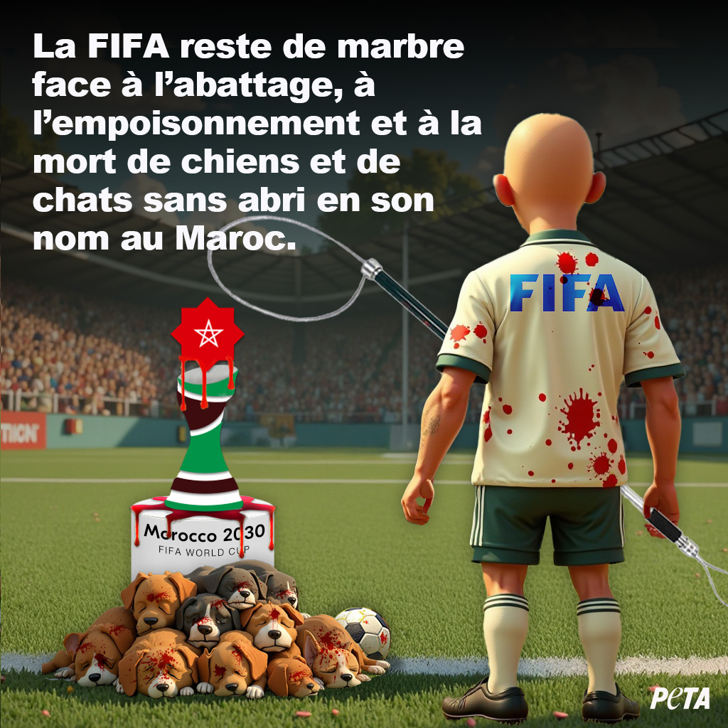 PETA France (@peta_france) on Twitter photo 🏆🩸 En vue de la Coupe du monde de football en 2030, des milliers de chiens et de chats sans abri sont abattus, empoisonnés, brûlés vifs au #Maroc. Des chiots meurent sans eau ni soins dans des cages.
🚨 Taguez la #FIFA <a href="/fifaworldcup_fr/">Coupe du Monde des Clubs de la FIFA 2025 🏆</a> pour qu'elle agisse rapidement ! 🏆🩸 En vue de la Coupe du monde de football en 2030, des milliers de chiens et de chats sans abri sont abattus, empoisonnés, brûlés vifs au #Maroc. Des chiots meurent sans eau ni soins dans des cages.
🚨 Taguez la #FIFA <a href="/fifaworldcup_fr/">Coupe du Monde des Clubs de la FIFA 2025 🏆</a> pour qu'elle agisse rapidement !