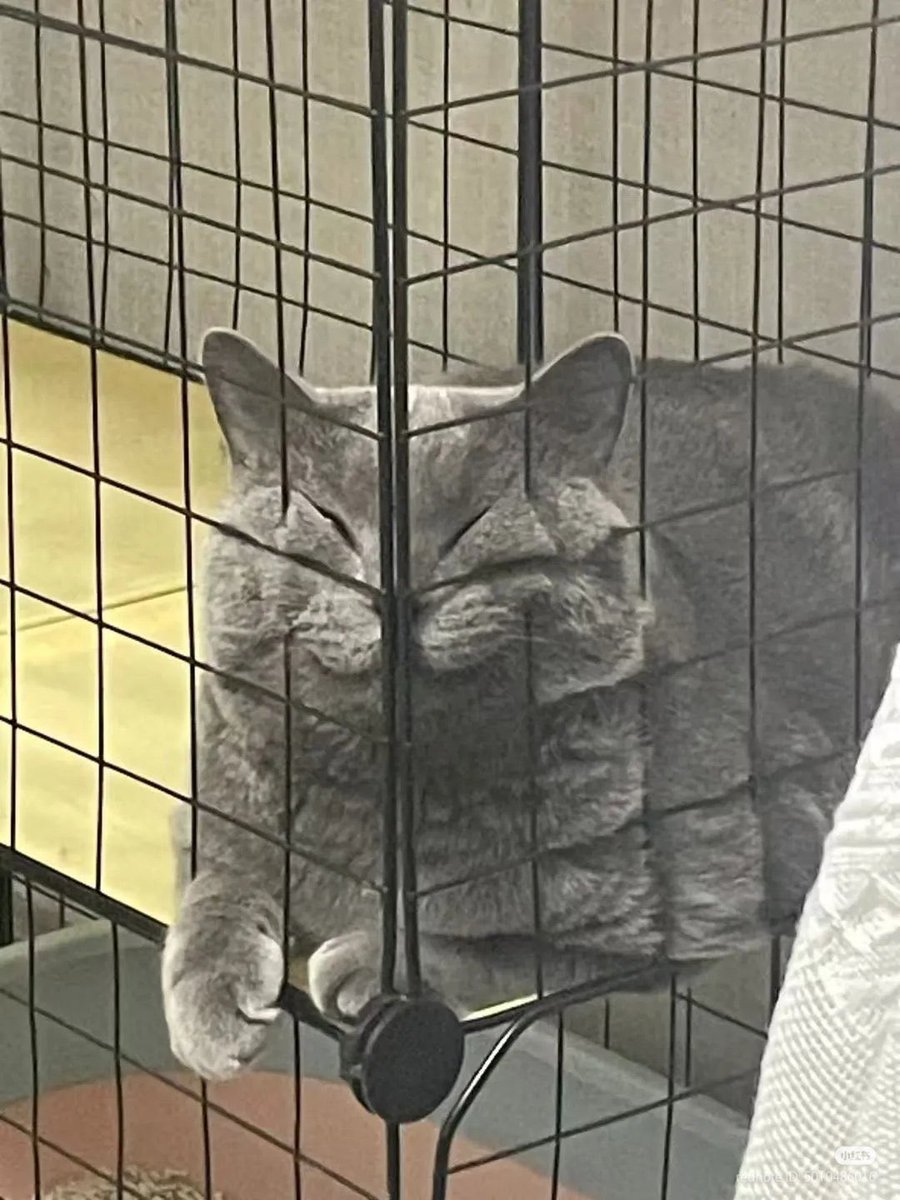 激かわ動物 tweet media