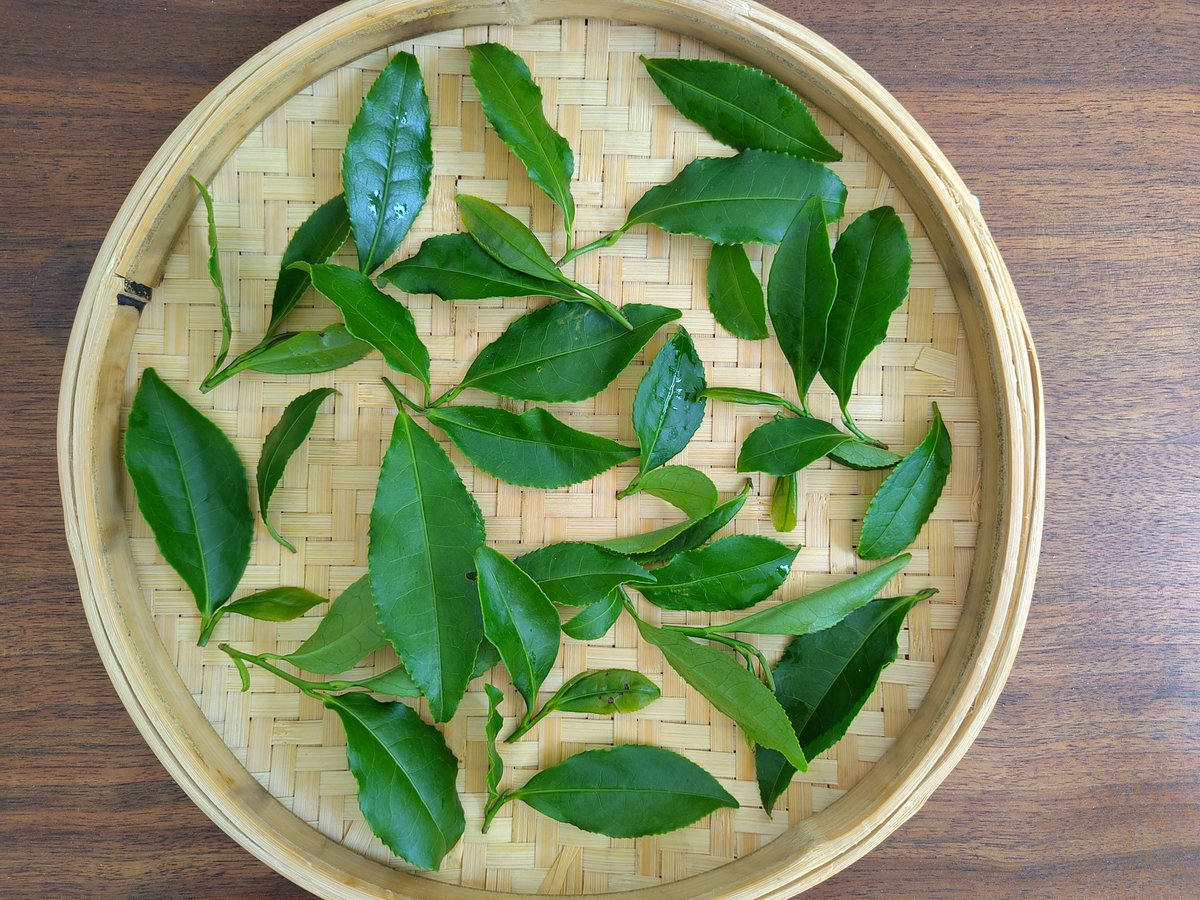 TeasDelight's tweet photo. Fresh #tea leaves https://t.co/dYwRsiRNjW